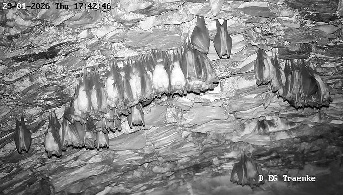 2026-01-29_4 ab 16.00 Cluster 7Hufis