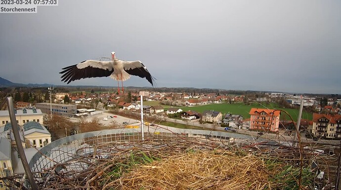 2023-03-24 07_57_39-LIVE Storchennest Freilassing - YouTube und 4 weitere Seiten - Persönlich – Micr