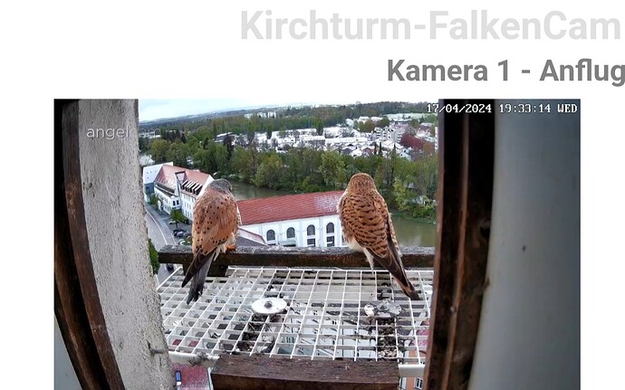 Screenshot_20240417_193333_Samsung Internet