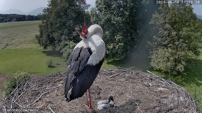 A_2025-06-10_11-16-20