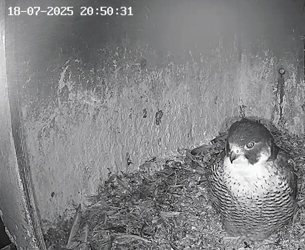 Screenshot_2025-07-18-21-45-04-759_com.android.chrome