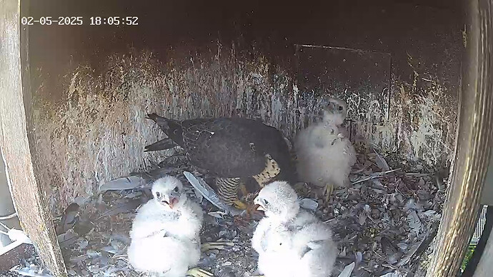 blick in die Cam