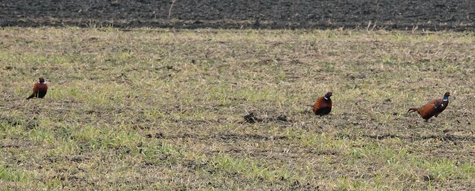 DSC08295_1
