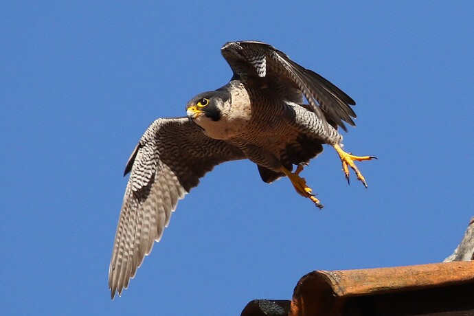 Falco 3