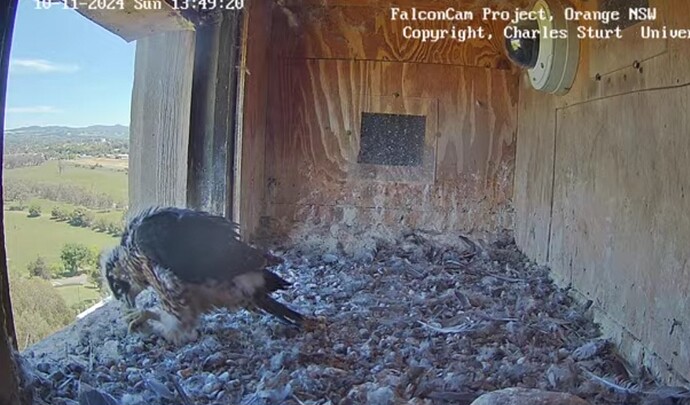 Screenshot_20241110_034944_Chrome