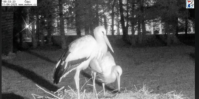 Screenshot_2025-04-11-08-31-43-253_com.google.android.youtube