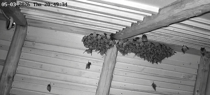 2026-03-05_6 ab 20.00 nach der Jagd Clusterbildung 8