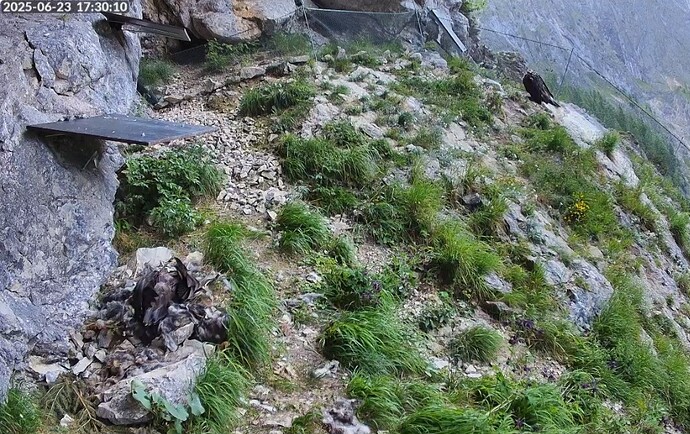 Screenshot_20250623_173044_Firefox