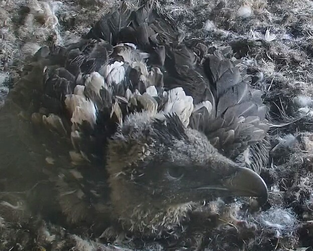 Screenshot_2024-05-10-07-10-20-002_com_1715318297359.android.chrome