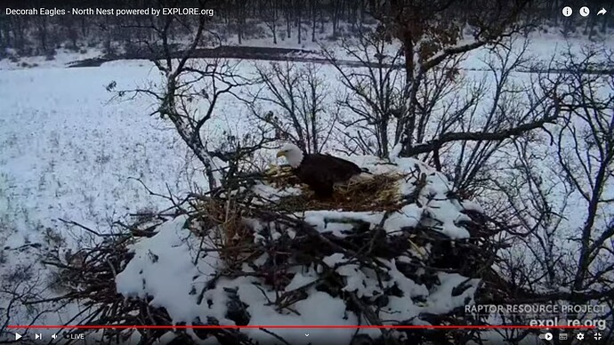 decn_230125_nest
