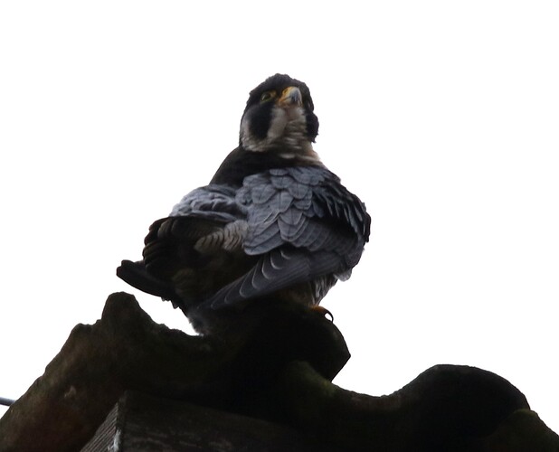 Guten Morgen Falco 2