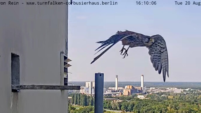 Screenshot_2024-08-20-19-42-15-576_com.google.android.youtube