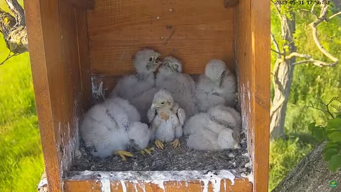 tfhu_230531_6chicks_