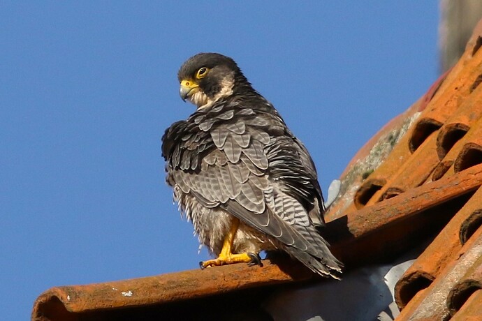 Wanda in Adler-Pose