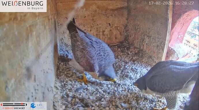 Screenshot_2026-02-17-16-30-03-932_com.google.android.youtube~2