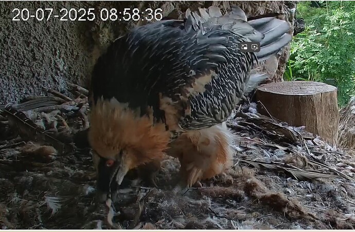 Mascha nach dem Ruhen 20.07.25