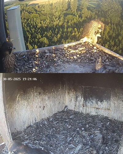 Screenshot_20250530_201838_Chrome