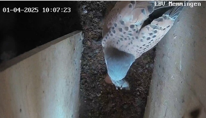 Screenshot_20250401-100944_Chrome