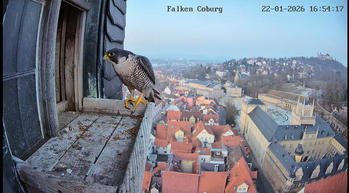 Screenshot_2026-01-22-16-54-19-950_com.android.chrome~2