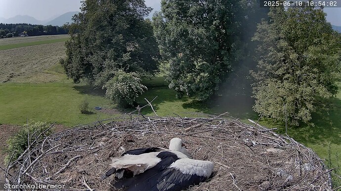 A_2025-06-10_10-54-02