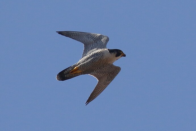 Falco sonntags 4