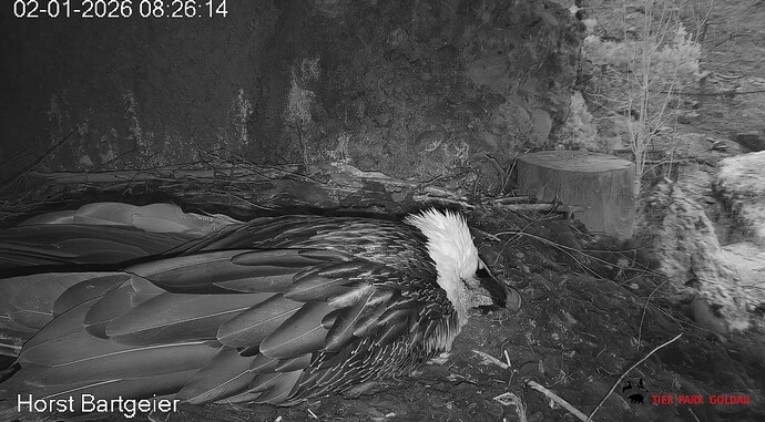 Mascha im Tiefschlaf 02.01.26