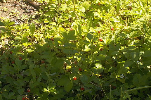 Snap_2026.06.04_09h36m37s_005_