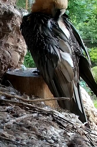 Screenshot_20250729-203320_Chrome