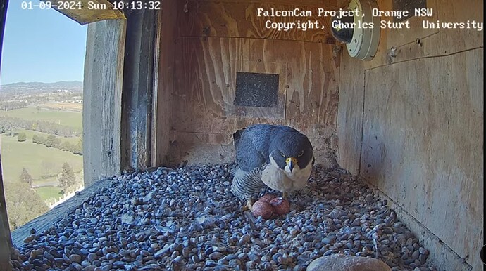 Screenshot_20240901_021750_YouTube