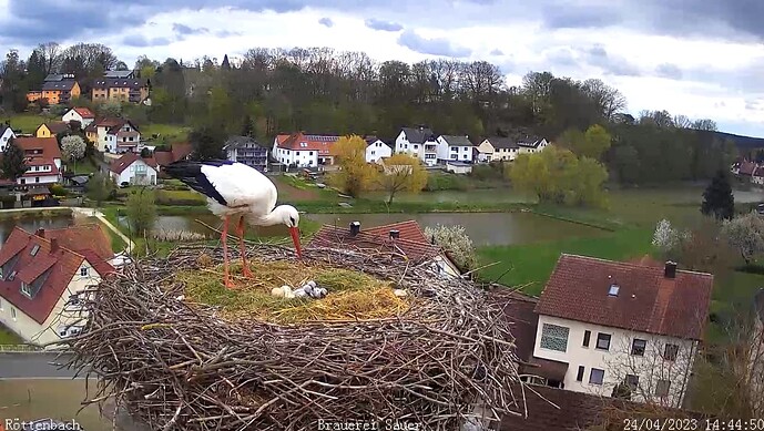 2023-04-24 14_45_30-Storchen-Webcam (Röttenbacher Storchennest) – Gemeinde Röttenbach und 1 weitere