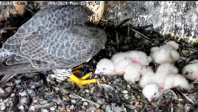 Screenshot_2024-04-08-15-50-20-521_com.android.chrome