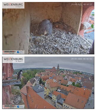 Snap_2025.04.24_08h44m09s_030_