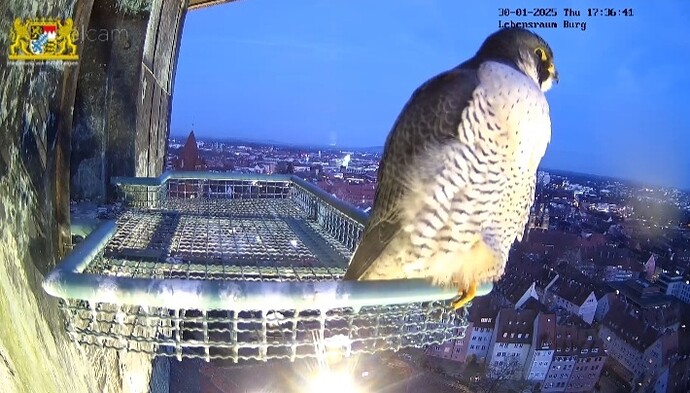 Screenshot_20250130-173718_Chrome