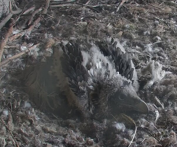 Allein im Nest 24.04.24