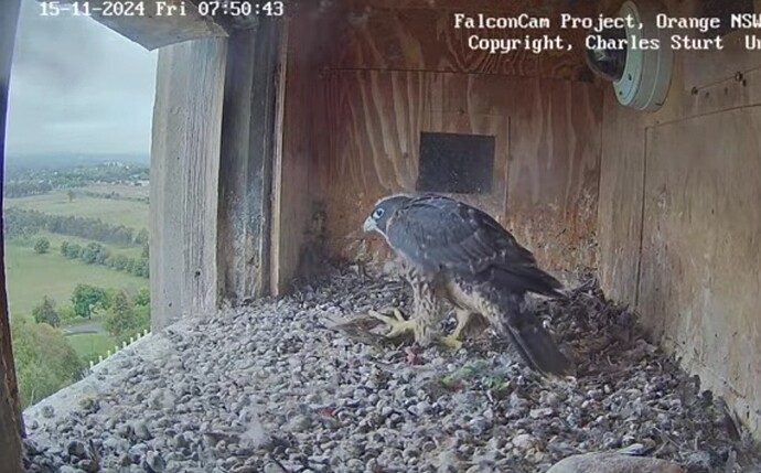 Screenshot_20241114_215104_Chrome