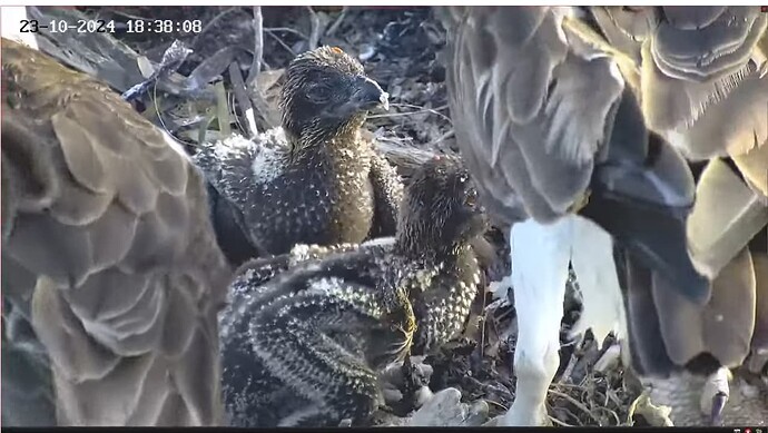 Screenshot 2024-10-23 162334