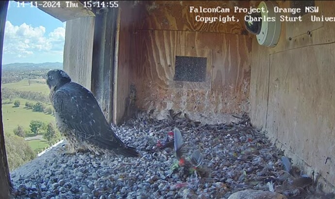 Screenshot_20241114_051514_Chrome