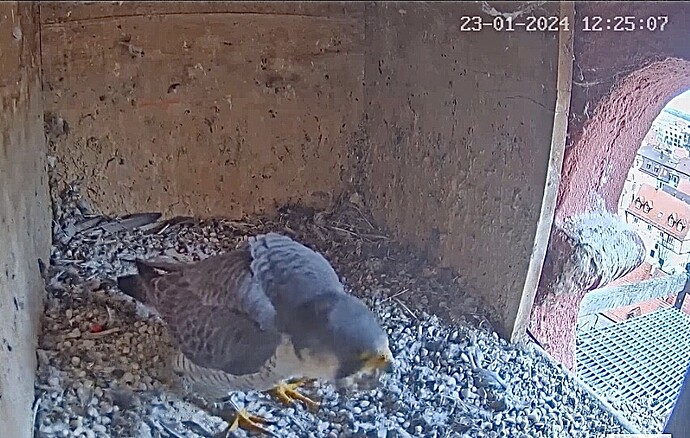 IMG_0597