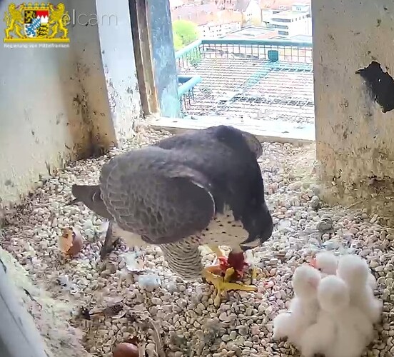 Screenshot_20250413-151513_Chrome