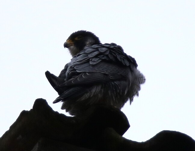 Guten Morgen Falco 1
