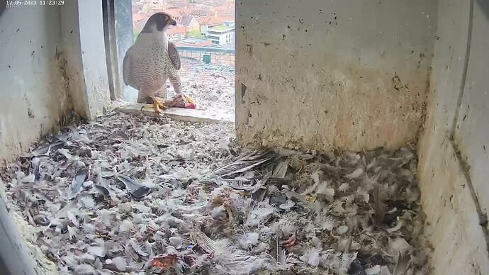 2023-05-17 11_23_51-Webcam - Lebensraum Burg und 3 weitere Seiten - Persönlich – Microsoft​ Edge