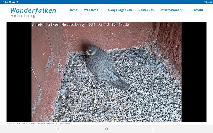 Screenshot_20240310-102410_Chrome