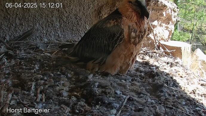 SnapShot-20250406_151301