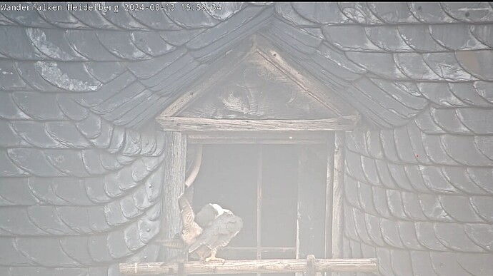 Screenshot_20240813_155625_Chrome