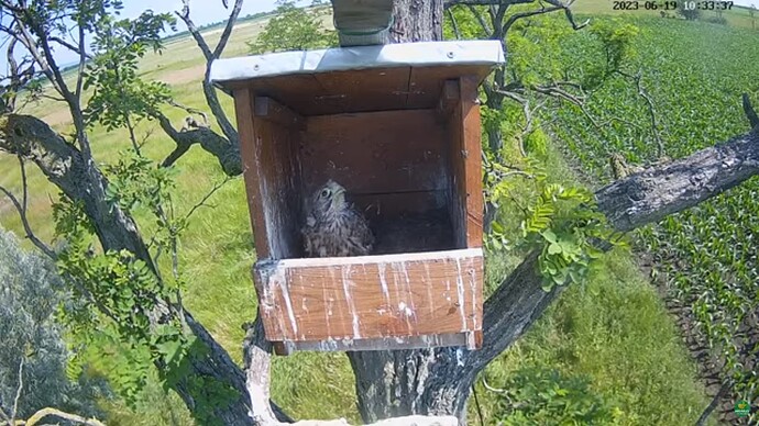 tfhu_230619_last_chick