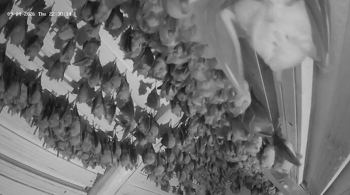 2026-04-09_5 Hufis in WG, seitlilch