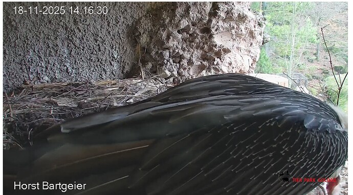 Screenshot_20251118-141739~2