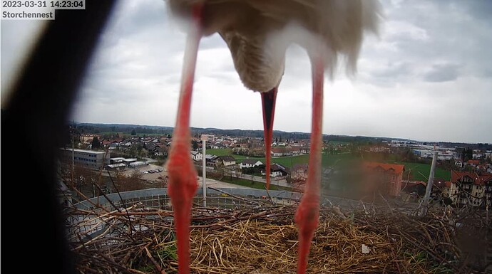 2023-03-31 14_43_34-LIVE Storchennest Freilassing - YouTube und 6 weitere Seiten - Persönlich – Micr