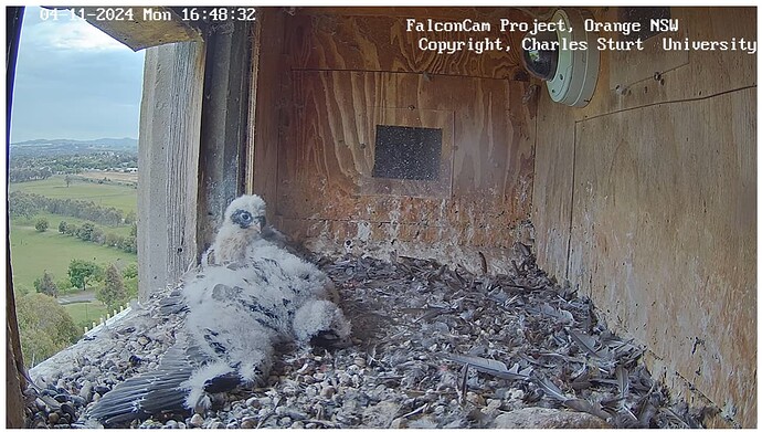 Screenshot 2024-11-04 182730