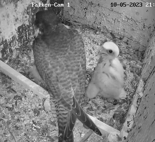 Screenshot_20230510-214911-01